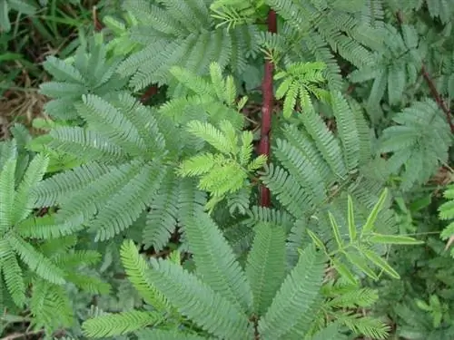 Листья Mimosa hostilis зеленые.