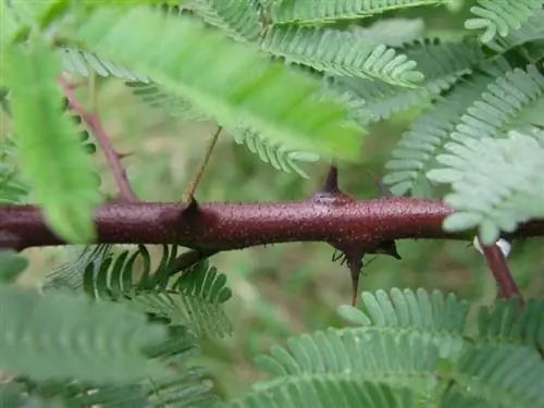 Mimosa hostilis колючая
