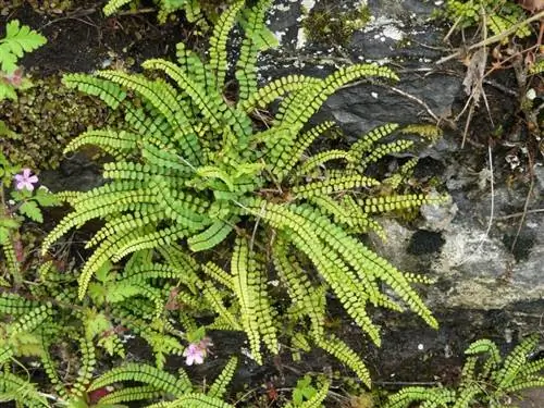 Вид на Asplenium trichomanes Вид на Asplenium trichomanes
