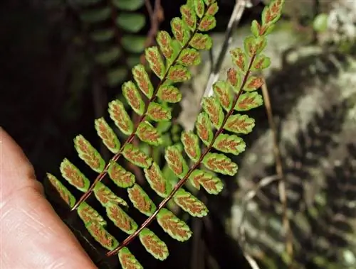 Сорос Asplenium trichomanes Сорос Asplenium trichomanes