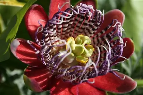 Пассифлора (Passiflora alata)