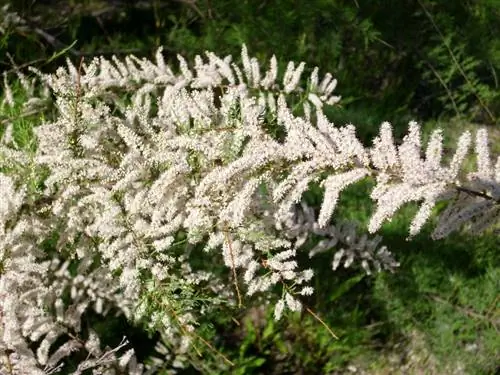 Цветки Tamarix canariensis белые.