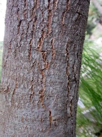 Ствол Tamarix canariensis не очень толстый.