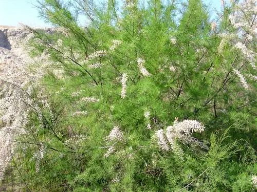 Тарахе (Tamarix canariensis)