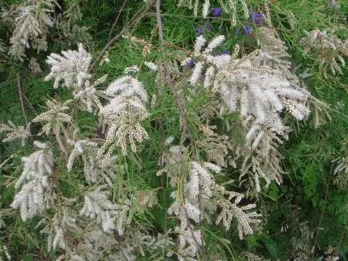Tamarix canariensis - неприхотливое дерево.
