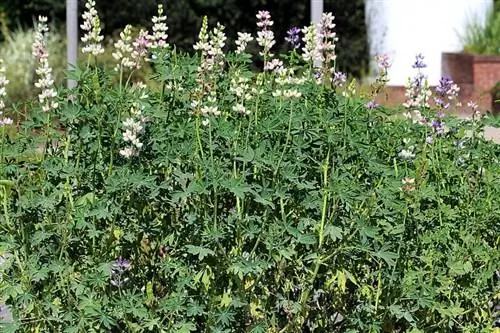 Вид на растение Lupinus mutabilis Вид на растение Lupinus mutabilis
