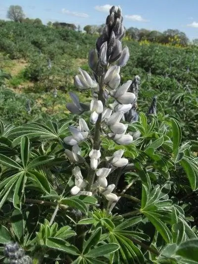 Вид на Lupinus albus в цвету Вид на Lupinus albus в цвету