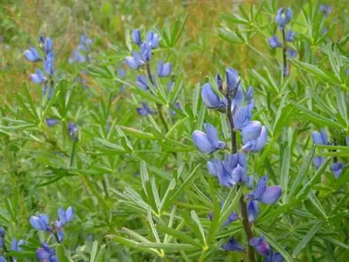 Образцы Lupinus angustifolius в их среде обитания Образцы Lupinus angustifolius в их среде обитания