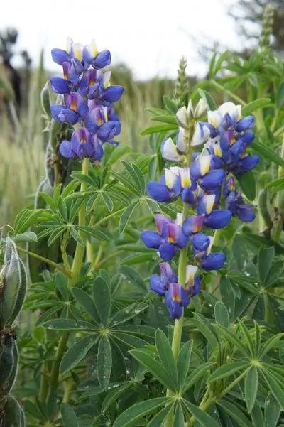 Вид Lupinus mutabilis в цветке Вид Lupinus mutabilis в цветке