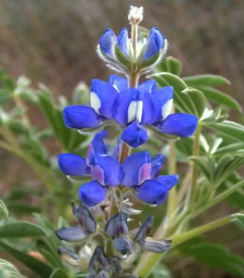 Lupinus micranthus, красивый люпин Lupinus micranthus, красивый люпин
