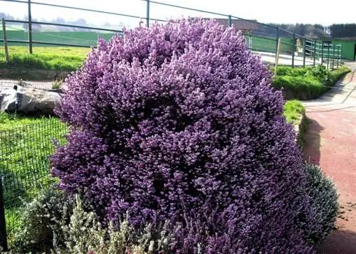 гигантский куст, полный цветов гигантский куст, полный цветов