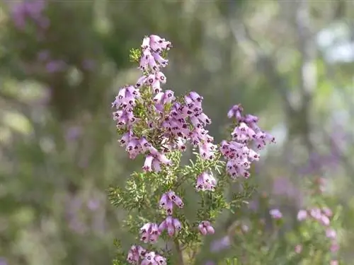 цветы, которые рождаются из ветвей Erica australis цветы, которые рождаются из ветвей Erica australis