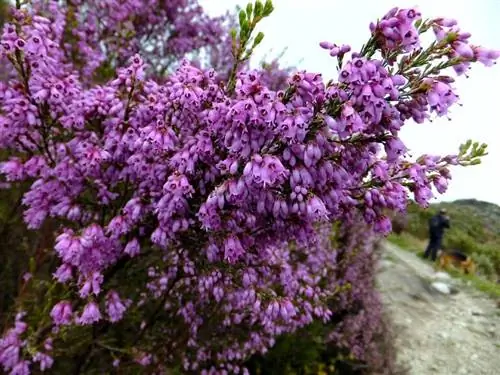 Вереск красный (Erica australis)