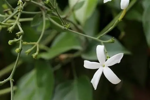 Азорский жасмин (Jasminum azoricum)