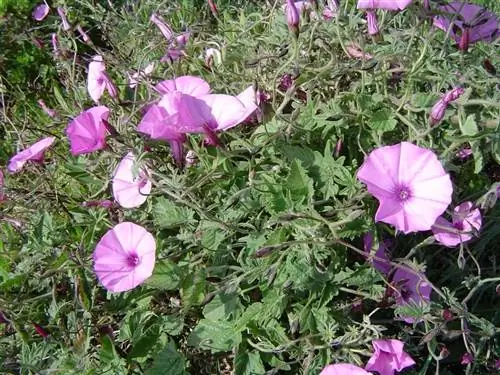 Розовый колокольчик (Convolvulus althaeoides)