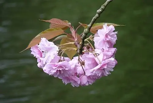 Цветки Prunus Kanzan махровые.