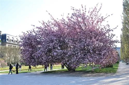 Японская вишня (Prunus serrulata 'Kanzan')