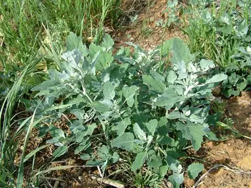 Ясень (альбом Chenopodium)