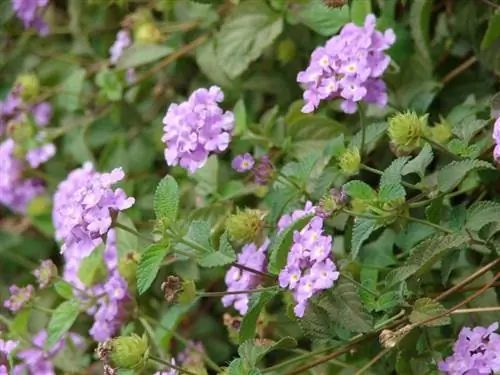Цветки Lantana montevidensis фиолетовые.