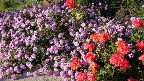 Лантана горная - стелющееся растение.