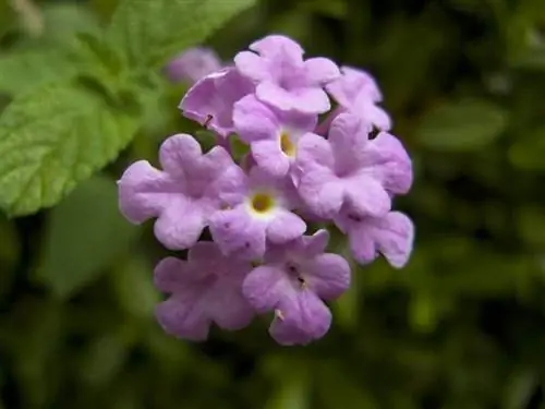 Цветок Lantana montevidensis маленький
