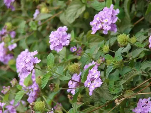 Лантана ползучая (Lantana montevidensis)