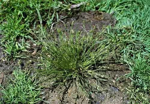 juncus buphonius juncus buphonius