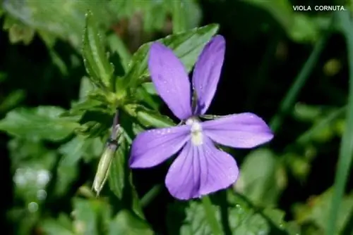 Цветок Viola cornuta сиреневый.