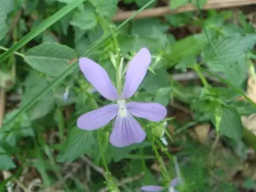 Viola cornuta - цветущее растение.