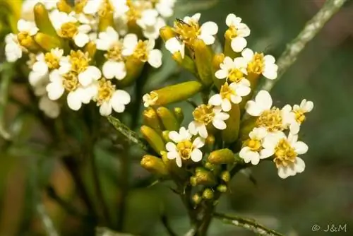 крупным планом изображение цветов Tagetes minuta