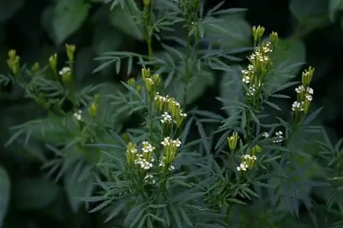 крупным планом изображение цветов Tagetes minuta