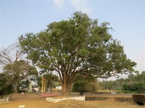 Вид молодого Ficus religiosa