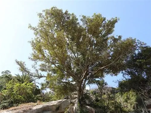 Ficus rubiginosa в большом саду