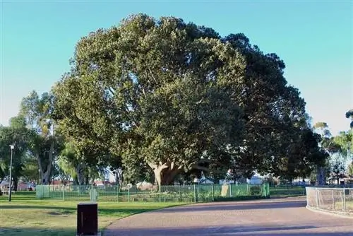 Вид взрослого Ficus macrophylla