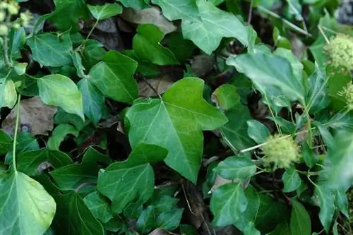 крупным планом фото атлантического плюща, чтобы лучше рассмотреть его листья