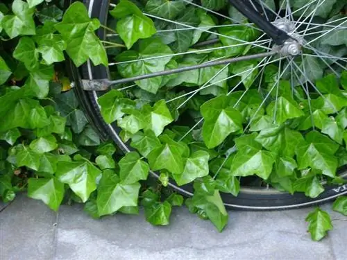 Атлантический плющ (Hedera hibernica)