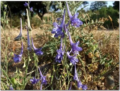 куст, полный фиолетовых цветов и названный Delphinium gracile