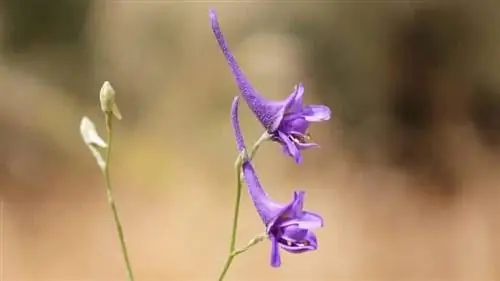 два фиолетовых цветка, похожих на саксофон