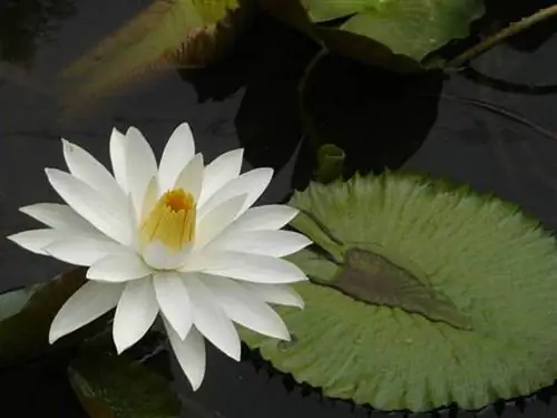 Красный тигровый лотос (Nymphaea lotus)