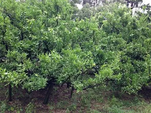 Сацума - маленькое фруктовое дерево.