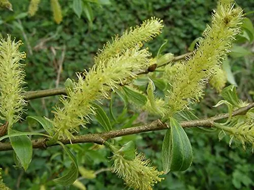 цветущее дерево под названием Salix fragilis
