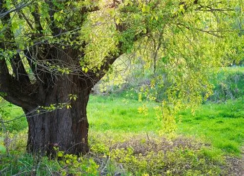 Ива ломкая (Salix fragilis)