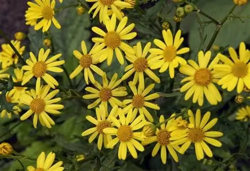 желтые цветы дикой травы