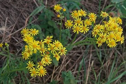 дикая трава с желтыми цветами