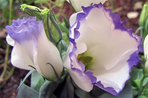 Вид на цветок лизиантуса