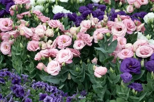 Лизиантусы - однолетние растения.