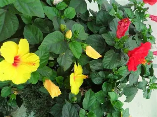 Разновидности гибискуса розового китайского