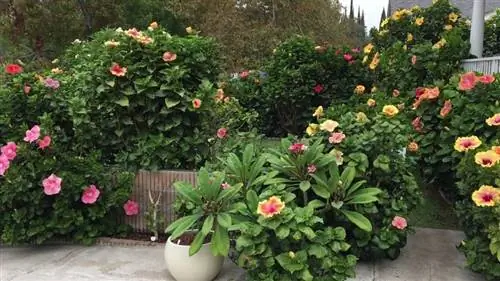 Горшки для гибискуса розового китайского