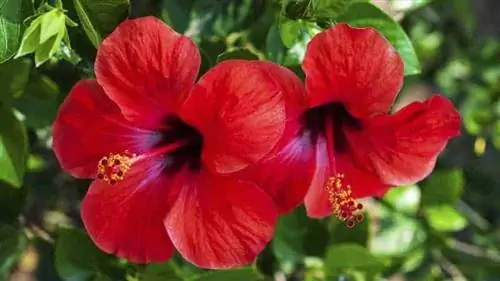 Гибискус (Hibiscus rosa-sinensis)