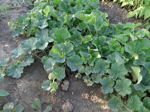 Дыня высевается весной